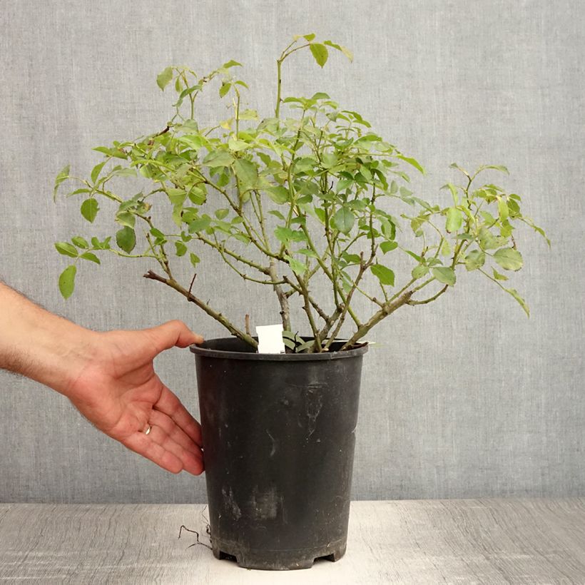 Amostra de Roseira paisagística Flower Carpet White Vaso de 4 L/5 L tal como entregue no verão