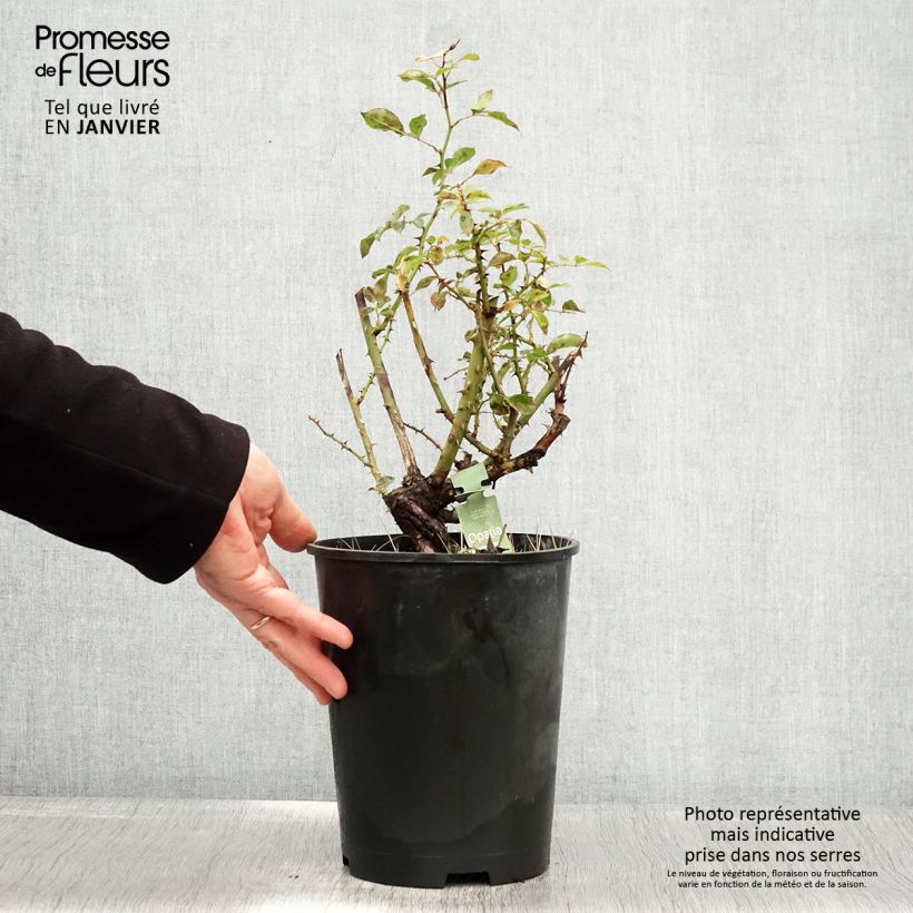 Amostra de Rosier Décorosiers OPALIA Vaso de 4 L/5 L tal como entregue no inverno