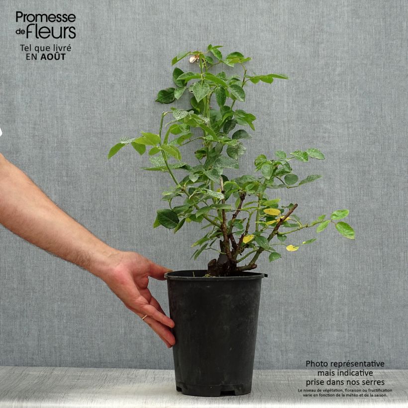 Amostra de Roseira paisagística Pink Voluptia Vaso de 4 L/5 L tal como entregue no verão
