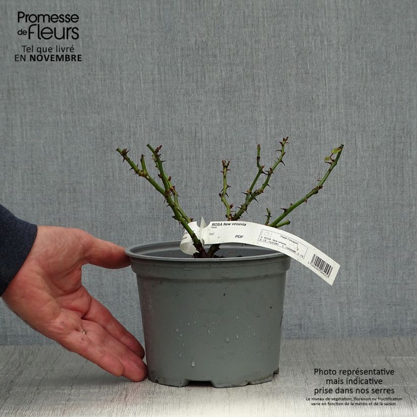 Amostra de Roseira paisagística Alcantara Vaso de 2 L/3 L tal como entregue no outono
