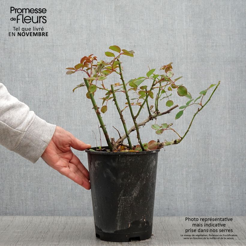 Amostra de Roseira paisagística Alcantara Vaso de 4 L/5 L tal como entregue no outono