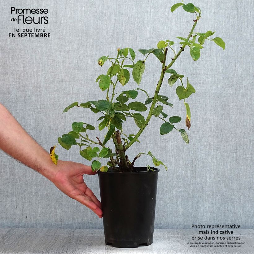 Amostra de Roseira paisagística Alcantara Vaso de 4 L/5 L tal como entregue no verão