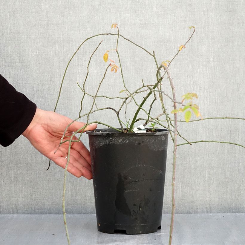 Amostra de Rosa arvensis  - Roseira selvagem Vaso de 2 L/3 L tal como entregue no outono