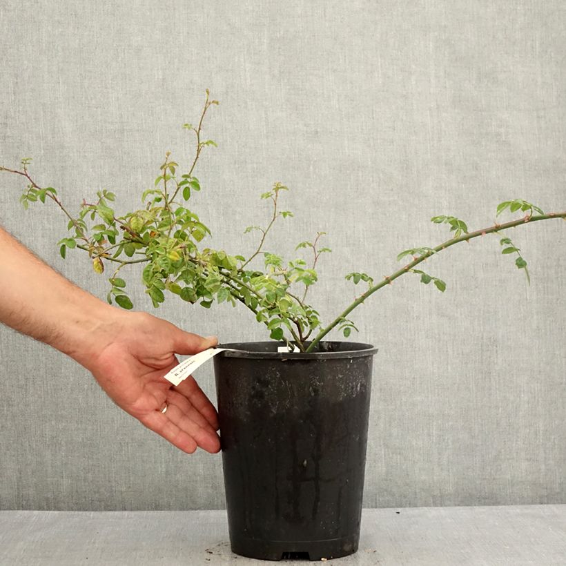 Amostra de Rosier des champs - Rosa arvensis Vaso de 2 L/3 L tal como entregue no verão