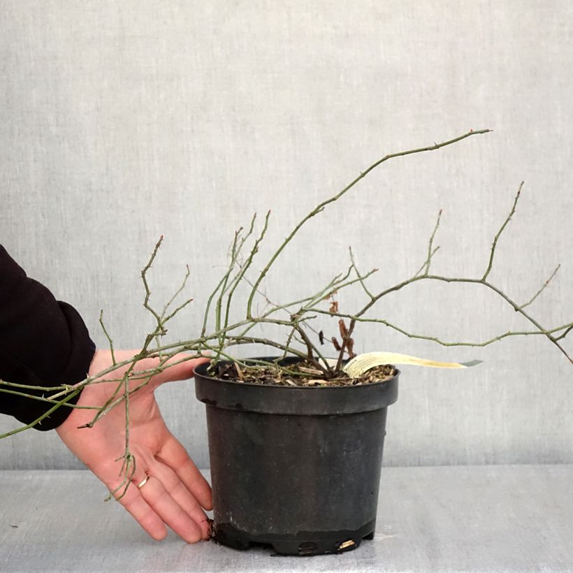 Amostra de Rosa arvensis  - Roseira selvagem Vaso de 2 L/3 L tal como entregue no inverno