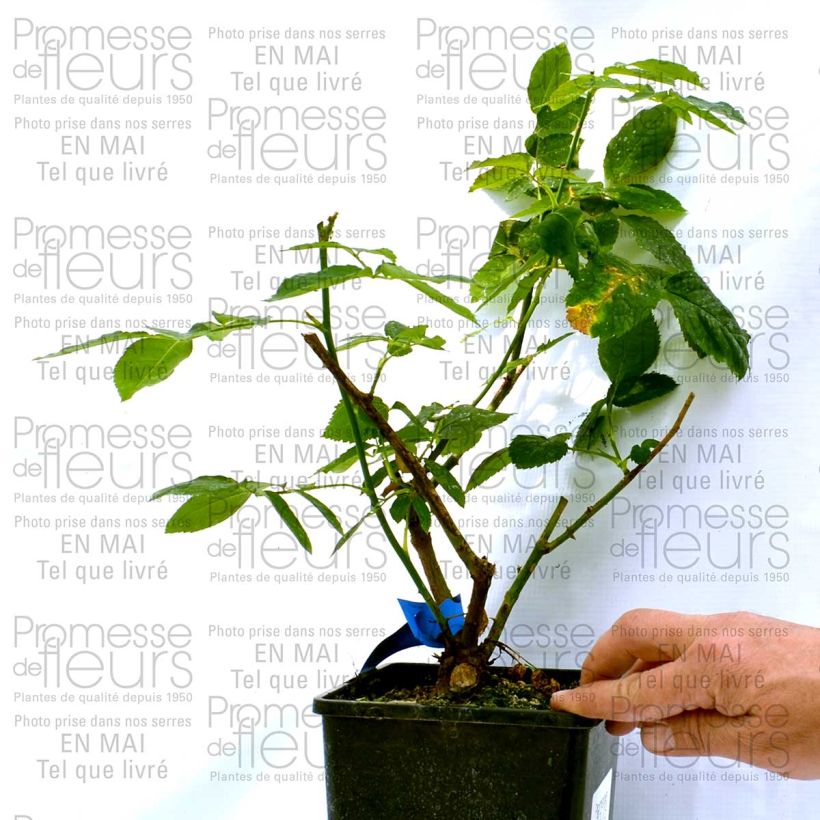 Exemplo de amostra de Rosier Generosa Dino de Laurentiis Vaso de 4 L/5 L tal como entregue