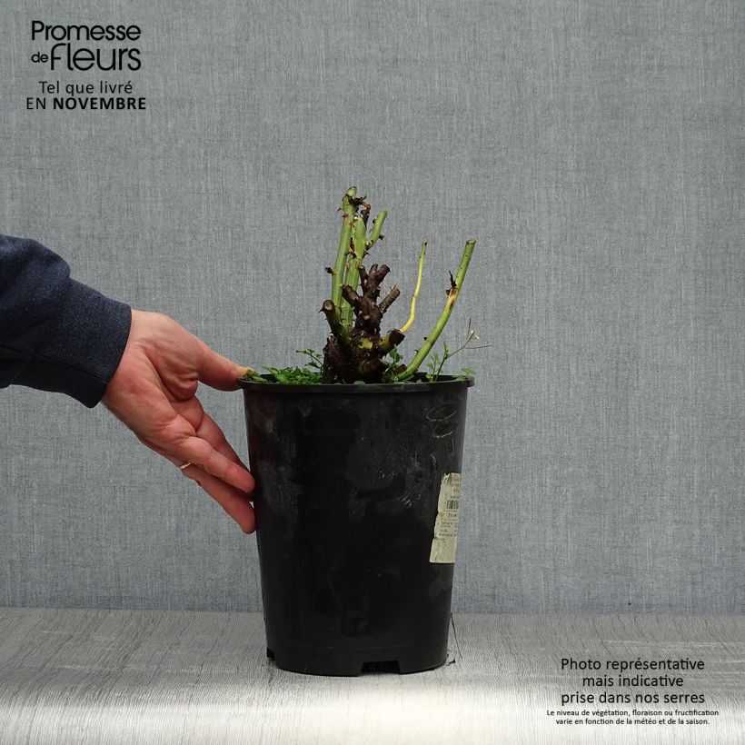 Amostra de Rosier Dominica Intercomdoor - Buisson à grande fleurs Pot de 4L/5L tal como entregue no outono