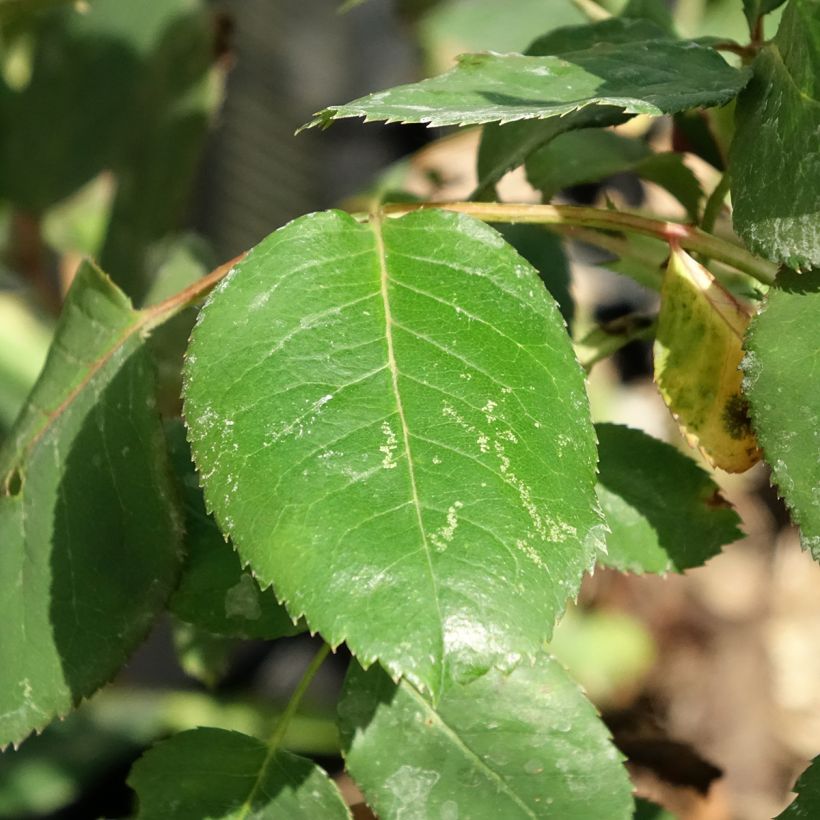 Roseira moderna Dominica (Intercomdoor) (Folhagem)