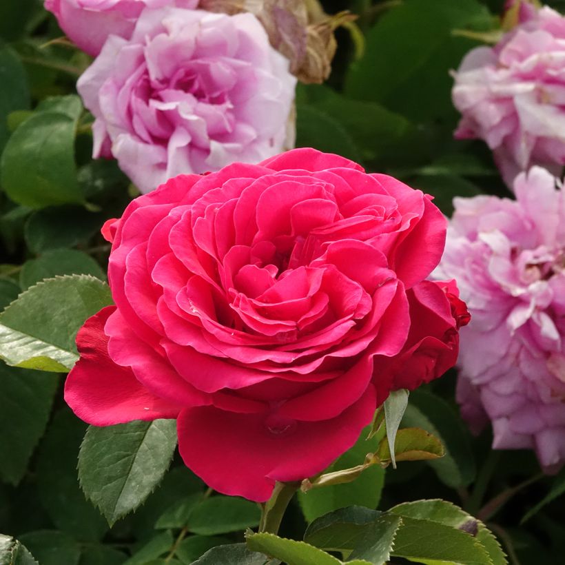 Roseira moderna Dominica (Intercomdoor) (Floração)