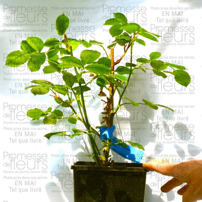 Exemplo de amostra de Rosier à fleurs groupées Emile Garcin Vaso de 4 L/5 L tal como entregue