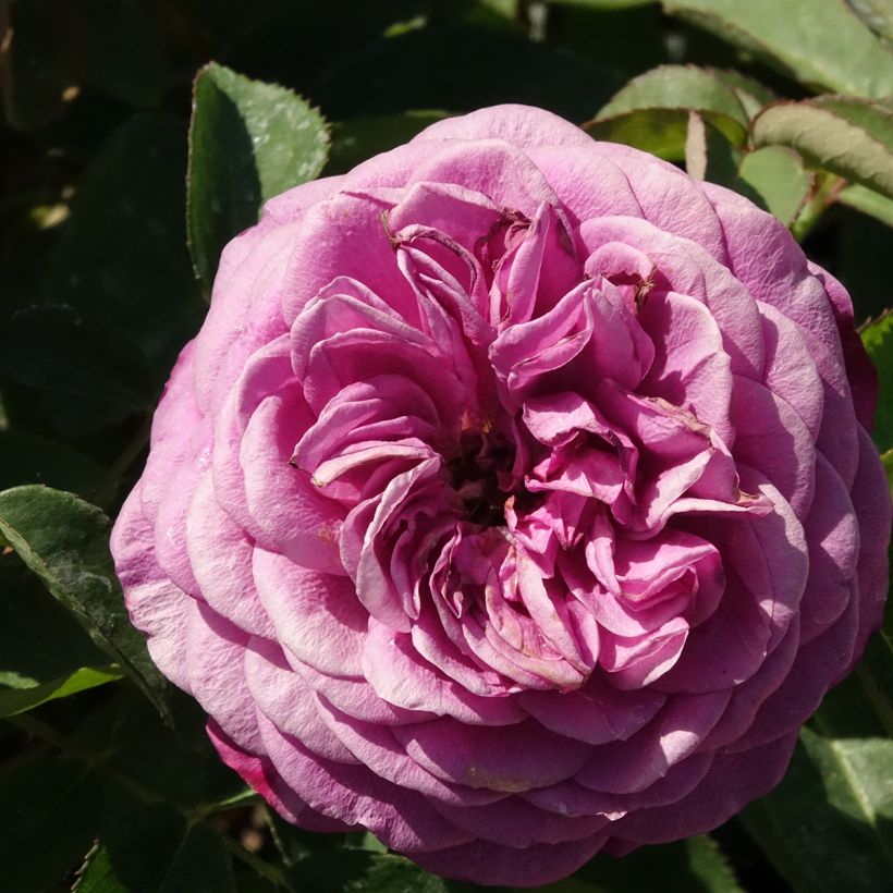 Roseira floribunda Heidi Klum Rose (Floração)