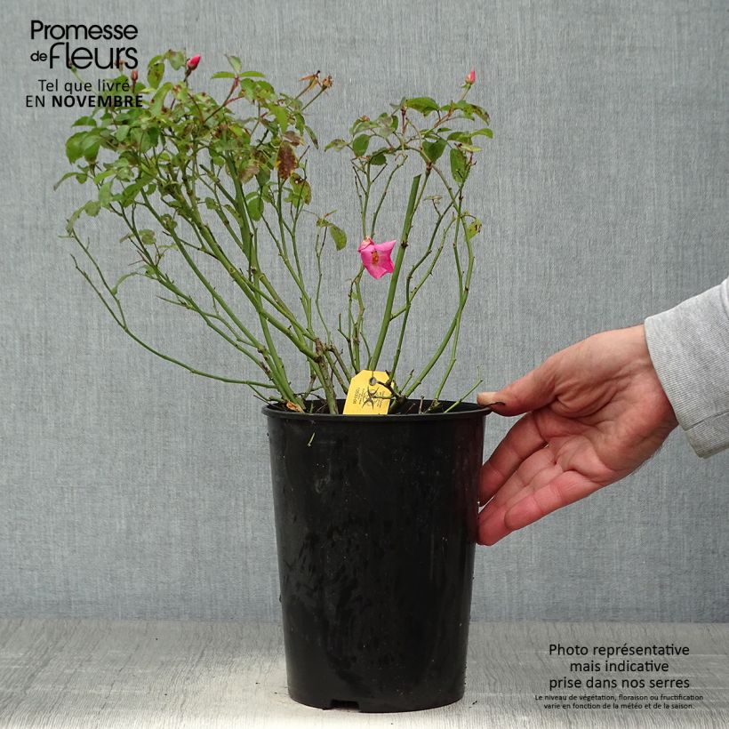 Amostra de Roseira floribunda Rigo Rosen Fortuna Vaso de 2 L/3 L tal como entregue no outono