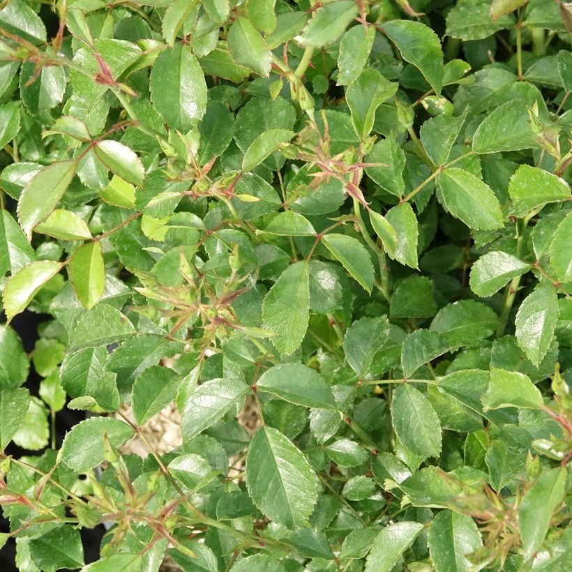 Roseira floribunda Rigo Rosen Fortuna (Folhagem)