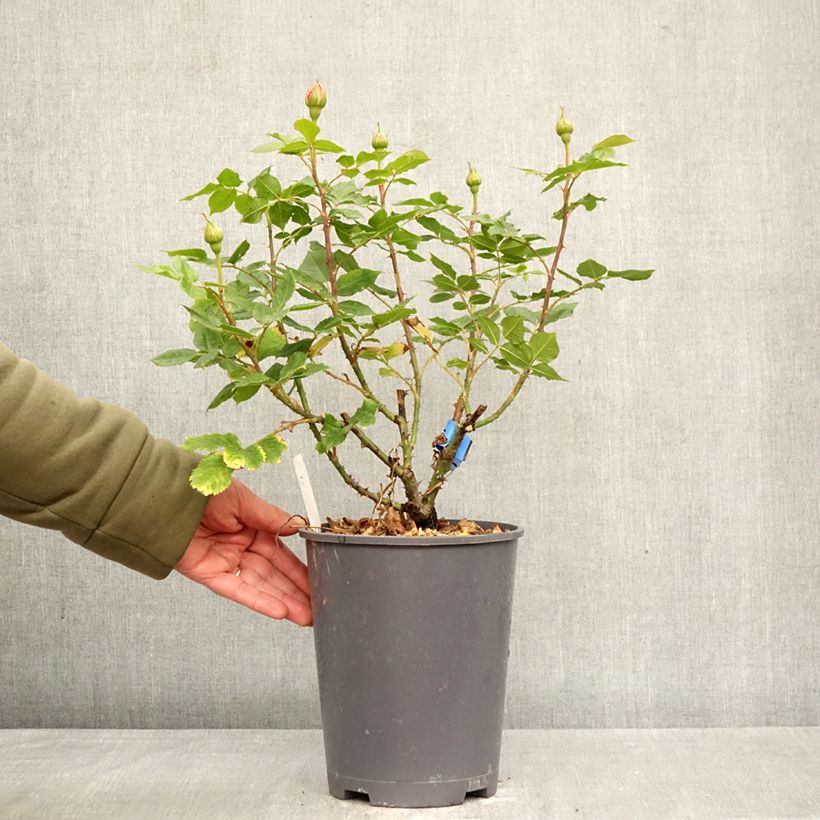 Amostra de Roseira perfumada Generosa® 100 idees Jardin Vaso de 4 L/5 L tal como entregue na primavera
