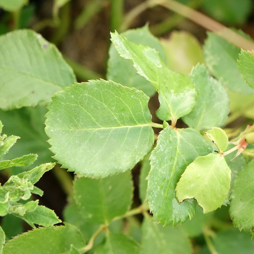 Roseira perfumada Generosa Agnès Schilliger (Folhagem)