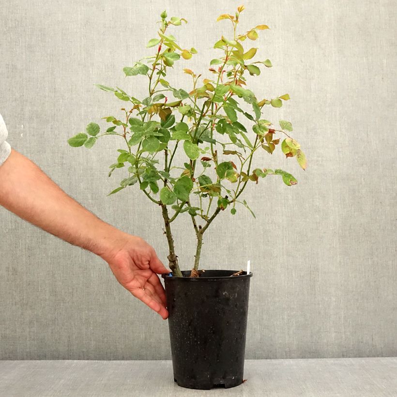 Amostra de Rosier Generosa Cybelle Vaso de 4 L/5 L tal como entregue no verão