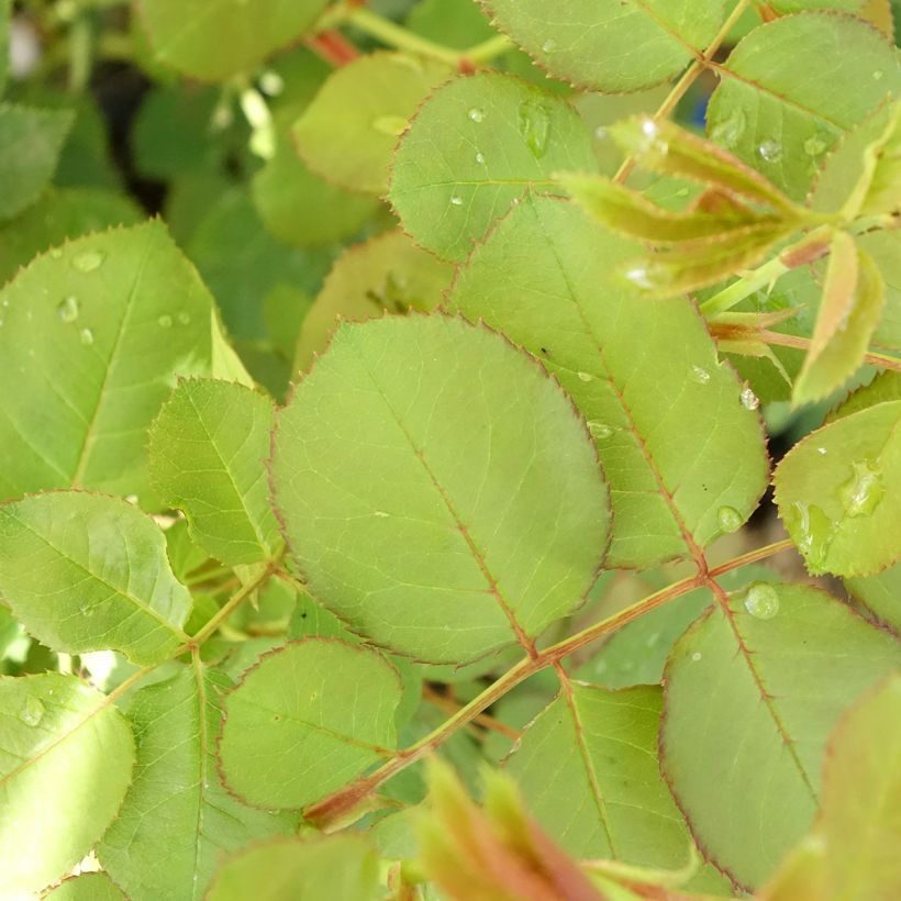 Roseira perfumada Generosa Cybelle (Folhagem)