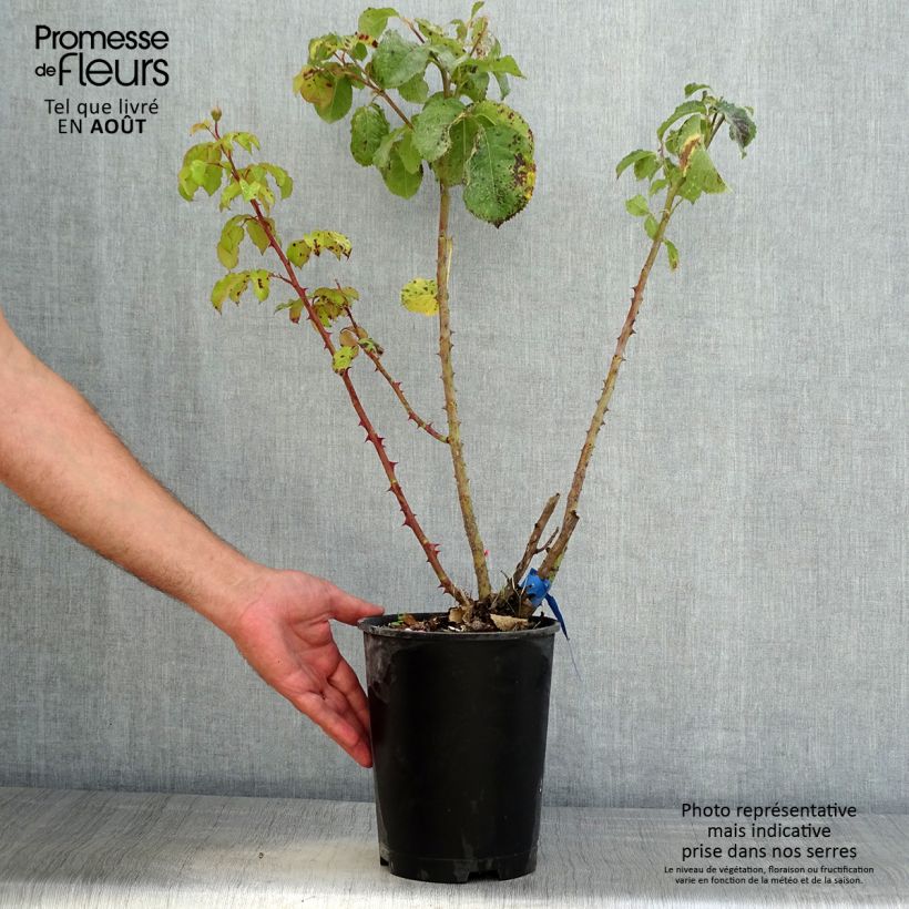 Amostra de Rosier Generosa Emilien Guillot Vaso de 4 L/5 L tal como entregue no verão