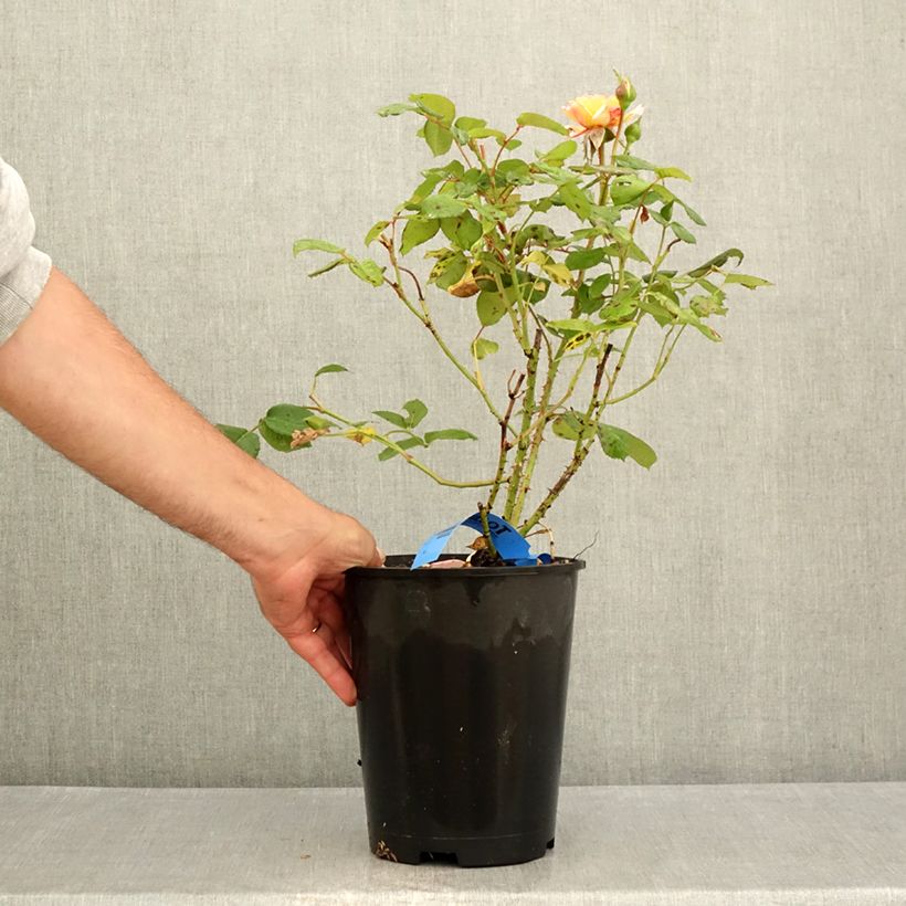 Amostra de Rosier Generosa Fiona Gelin Vaso de 4 L/5 L tal como entregue no verão