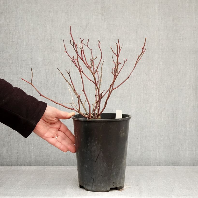 Amostra de Roseira perfumada Generosa Fiona Gelin Vaso de 4 L/5 L tal como entregue no inverno