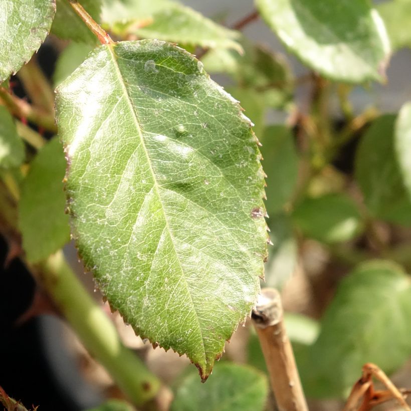 Roseira perfumada Generosa Fiona Gelin (Folhagem)