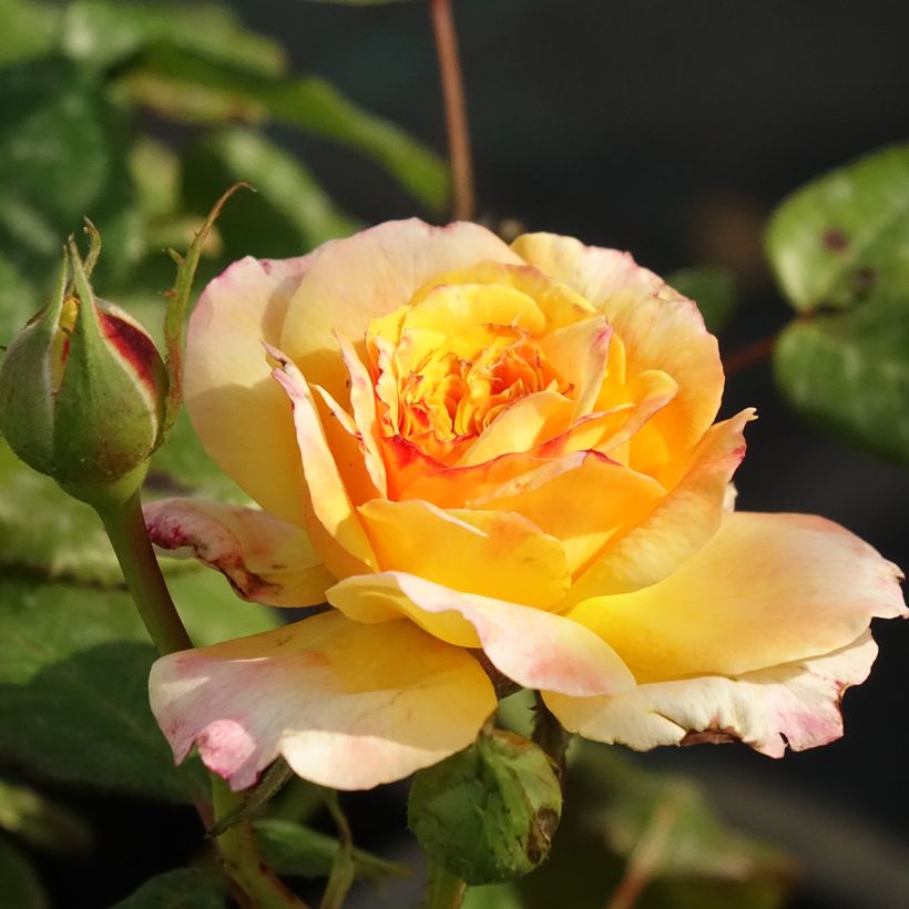Roseira perfumada Generosa Fiona Gelin (Floração)