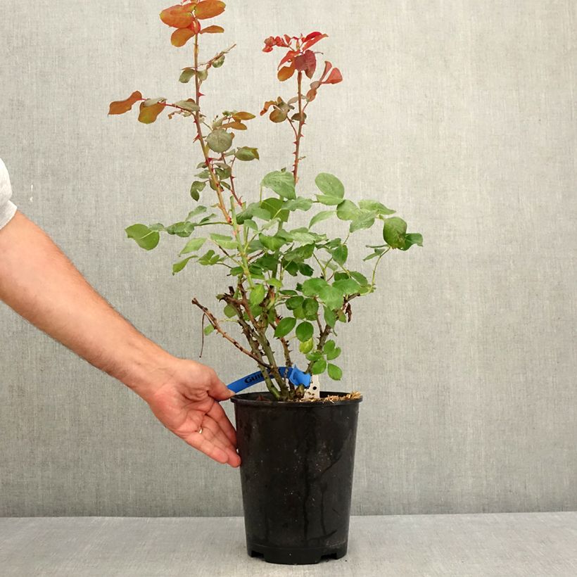 Amostra de Roseira perfumada Generosa Laurent Cabrol Vaso de 4 L/5 L tal como entregue no verão