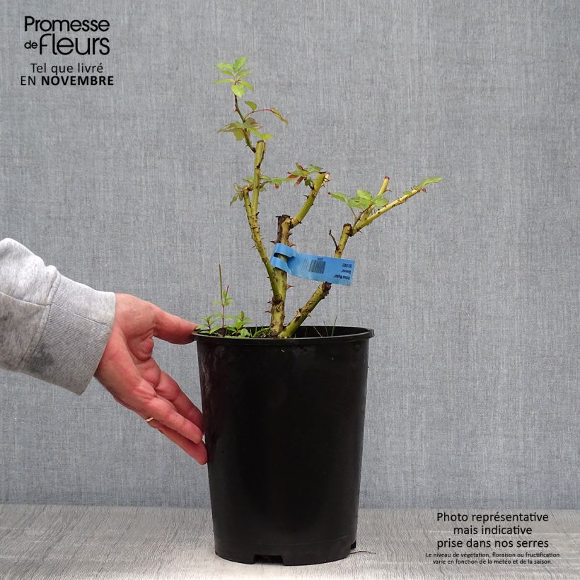Amostra de Rosier Generosa Nelson Monfort Pot de 4L/5L tal como entregue no outono