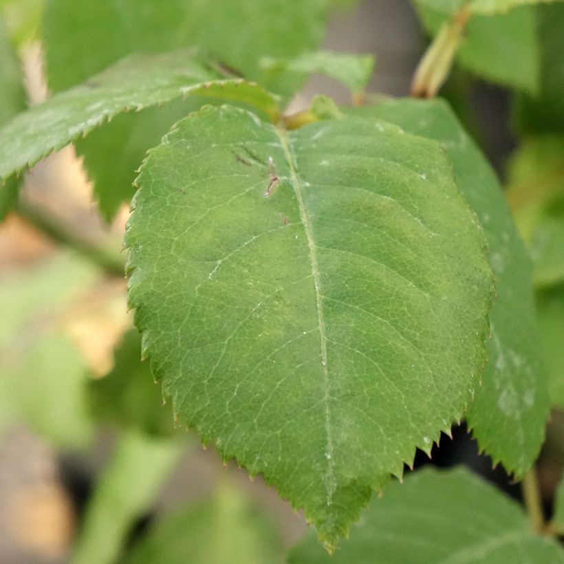 Roseira perfumada Generosa Paul Bocuse (Folhagem)