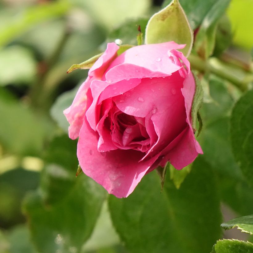 Roseira perfumada Generosa Paul Bocuse (Floração)