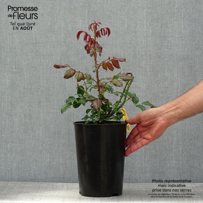 Amostra de Roseira trepadeira Alaska - Rosa Vaso de 4 L/5 L tal como entregue no verão