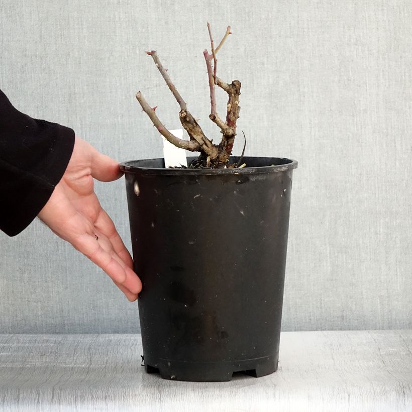 Amostra de Roseira trepadeira Alaska Vaso de 4 L/5 L tal como entregue no inverno