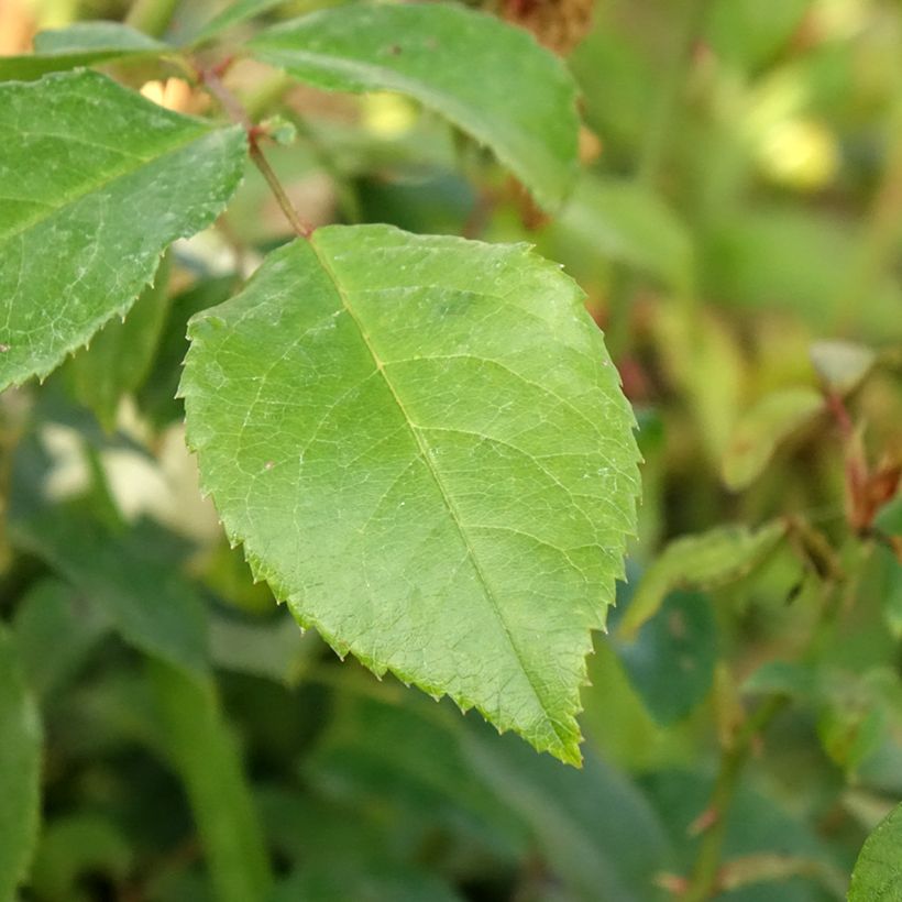 Roseira trepadeira Alaska - Rosa (Folhagem)
