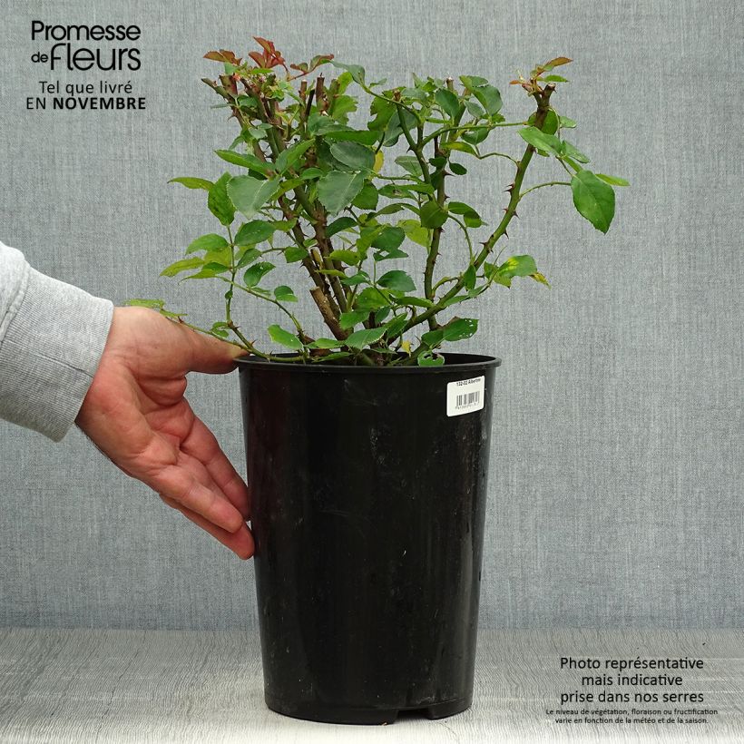 Amostra de Roseira trepadeira Albertine Vaso de 4 L/5 L tal como entregue no outono