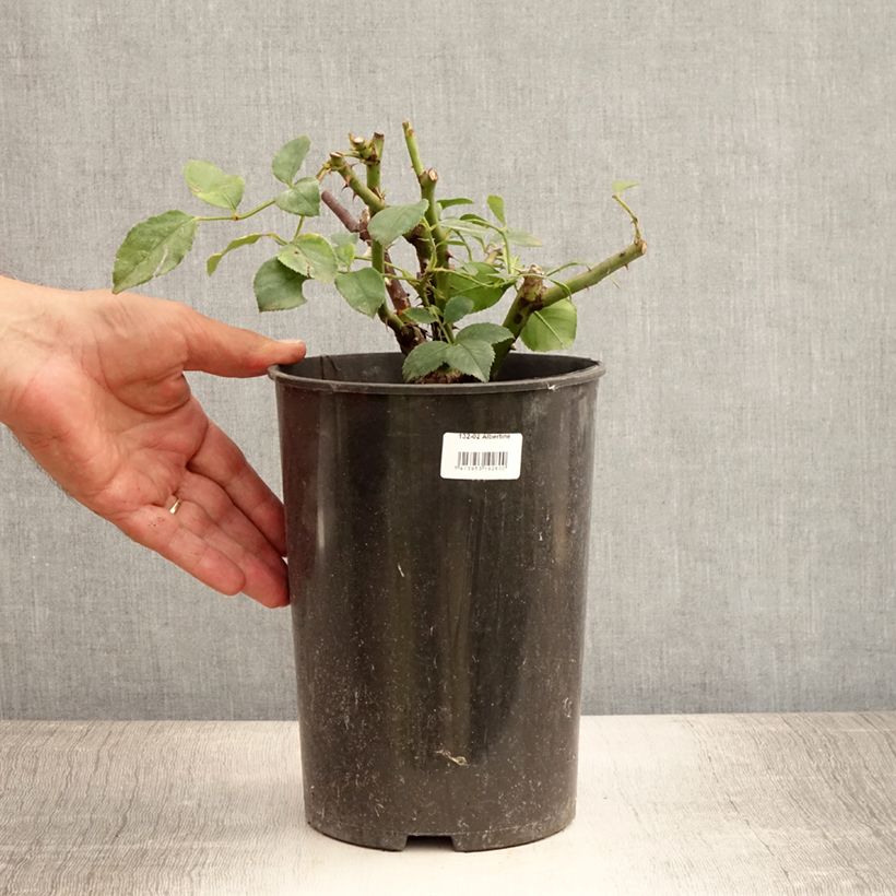 Amostra de Roseira trepadeira Albertine Vaso de 4 L/5 L tal como entregue no verão