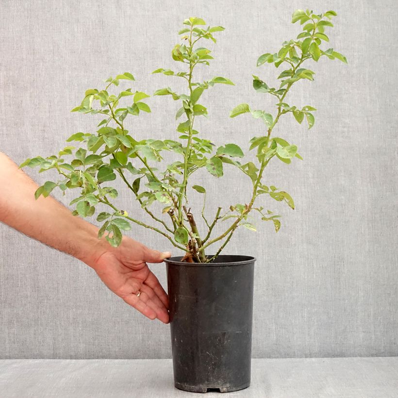 Amostra de Roseira trepadeira Alchymist Vaso de 4 L/5 L tal como entregue no verão