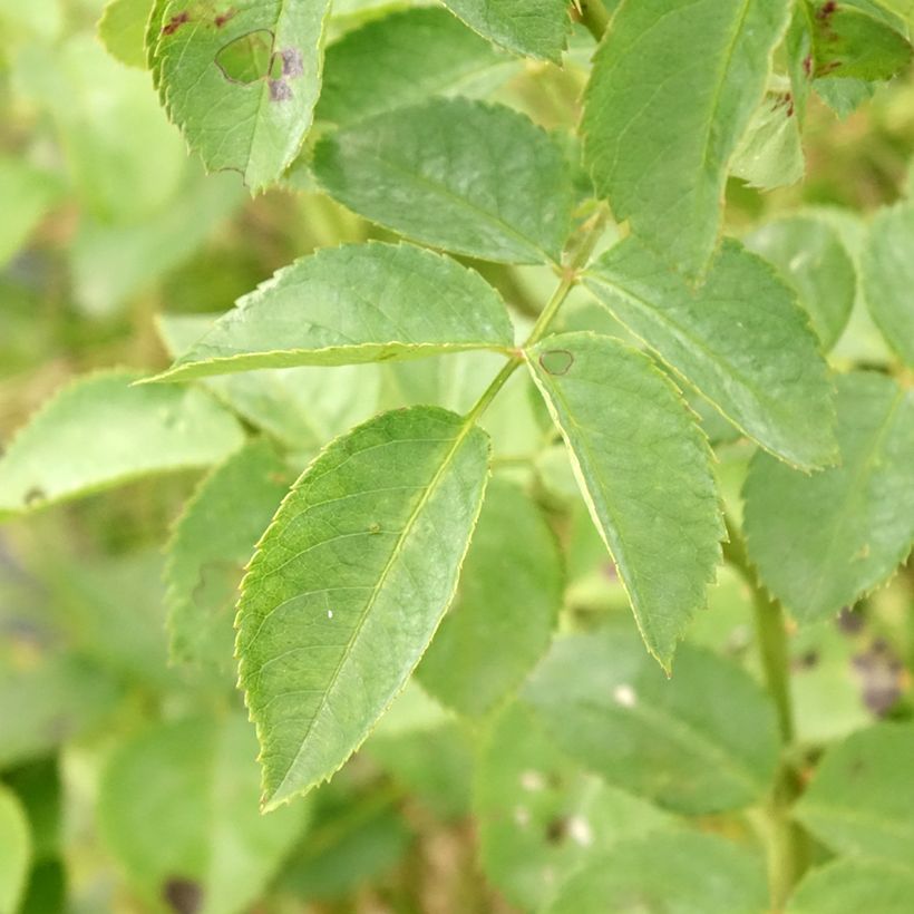 Roseira trepadeira Alchymist (Folhagem)