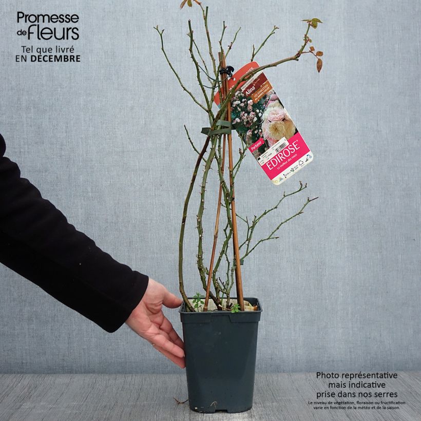 Amostra de Rosier grimpant Starlet Rose Alina Pot de 4L/5L tal como entregue no outono