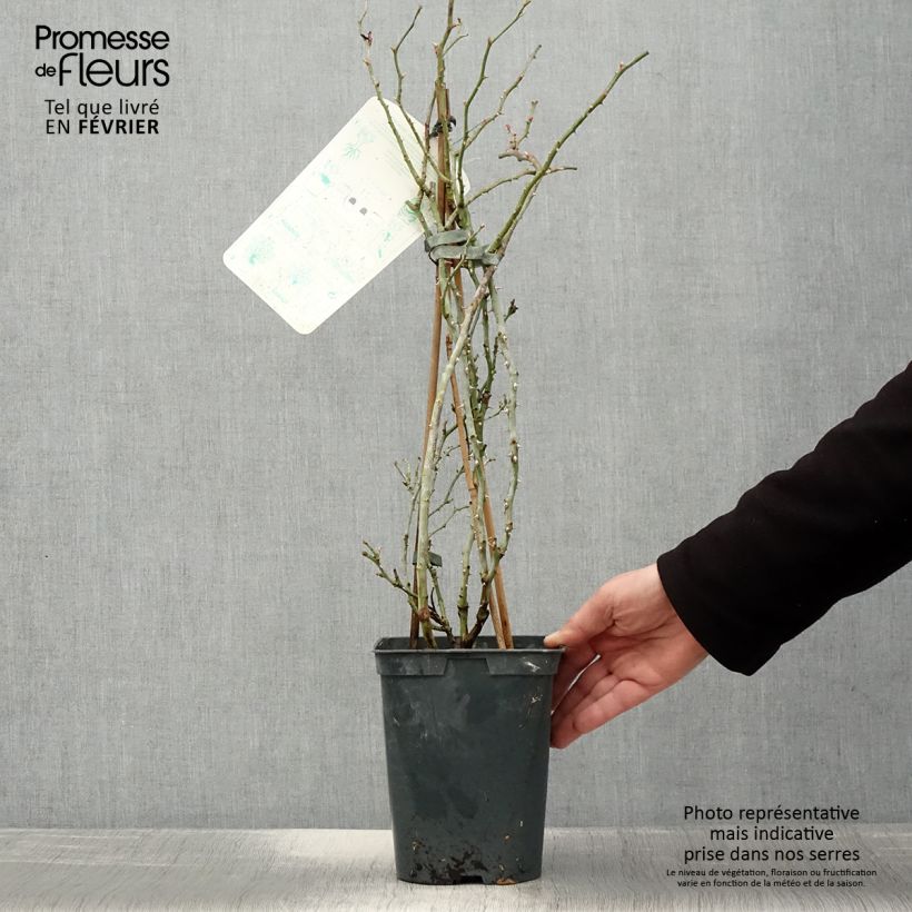 Amostra de Rosier grimpant Starlet Rose Alina Vaso de 4 L/5 L tal como entregue no inverno