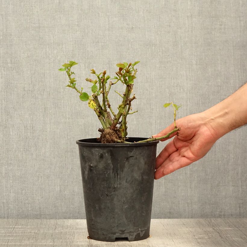 Amostra de Rosier grimpant Allegro Vaso de 4 L/5 L tal como entregue na primavera