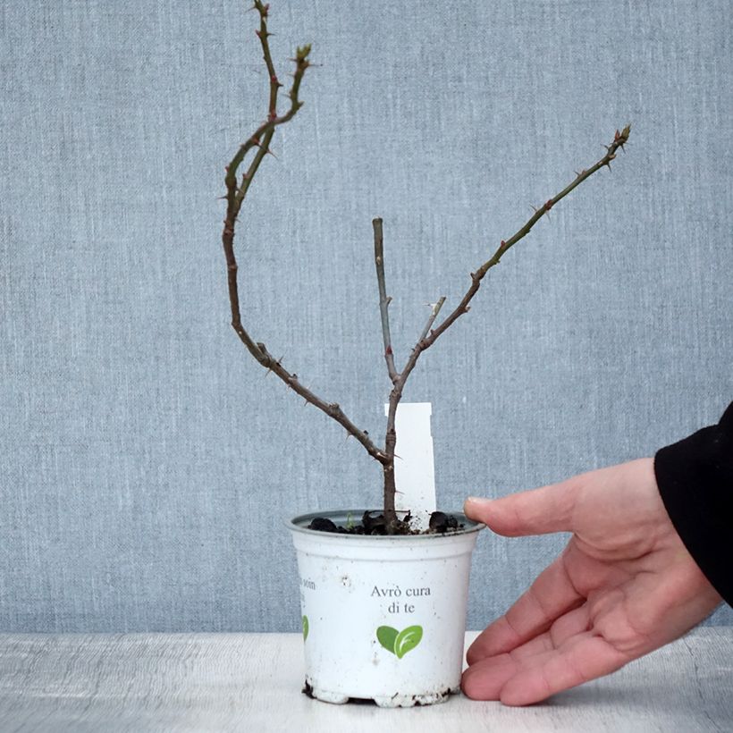 Amostra de Roseira trepadeira Climbing Max Aloha Vaso de 10 cm/11 cm tal como entregue no inverno