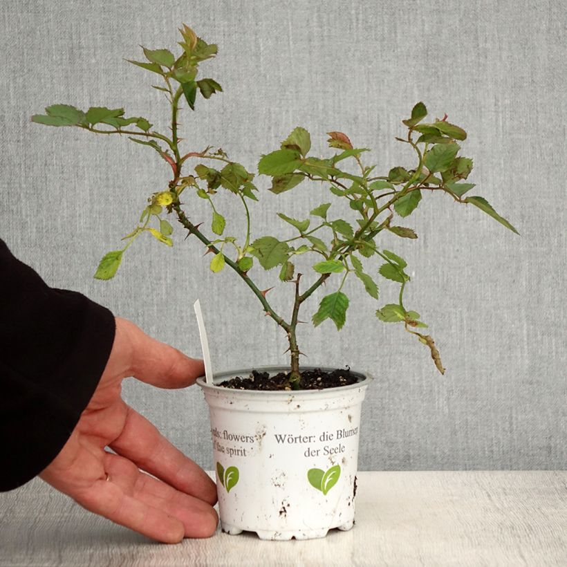 Amostra de Roseira trepadeira Climbing Max Aloha Vaso de 10 cm/11 cm tal como entregue na primavera