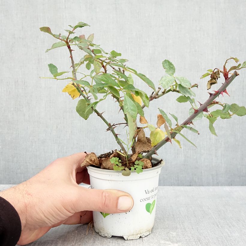 Amostra de Roseira trepadeira Climbing Max Aloha Vaso de 10 cm/11 cm tal como entregue no outono