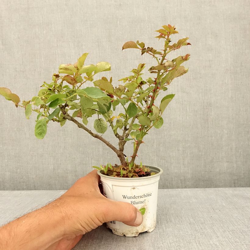Amostra de Roseira trepadeira Climbing Max Aloha Vaso de 10 cm/11 cm tal como entregue no verão