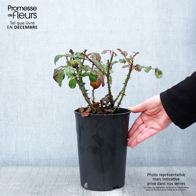 Amostra de Roseira trepadeira Climbing Max Aloha Vaso de 4 L/5 L tal como entregue no outono