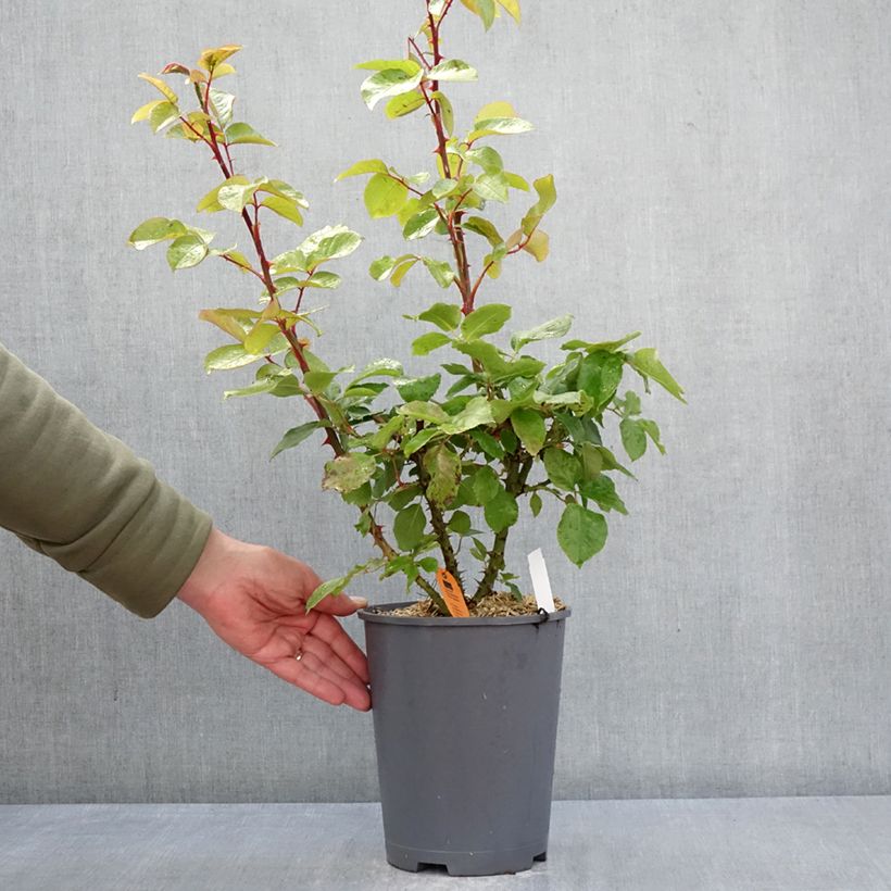 Amostra de Roseira trepadeira André Le Nôtre Vaso de 4 L/5 L tal como entregue na primavera