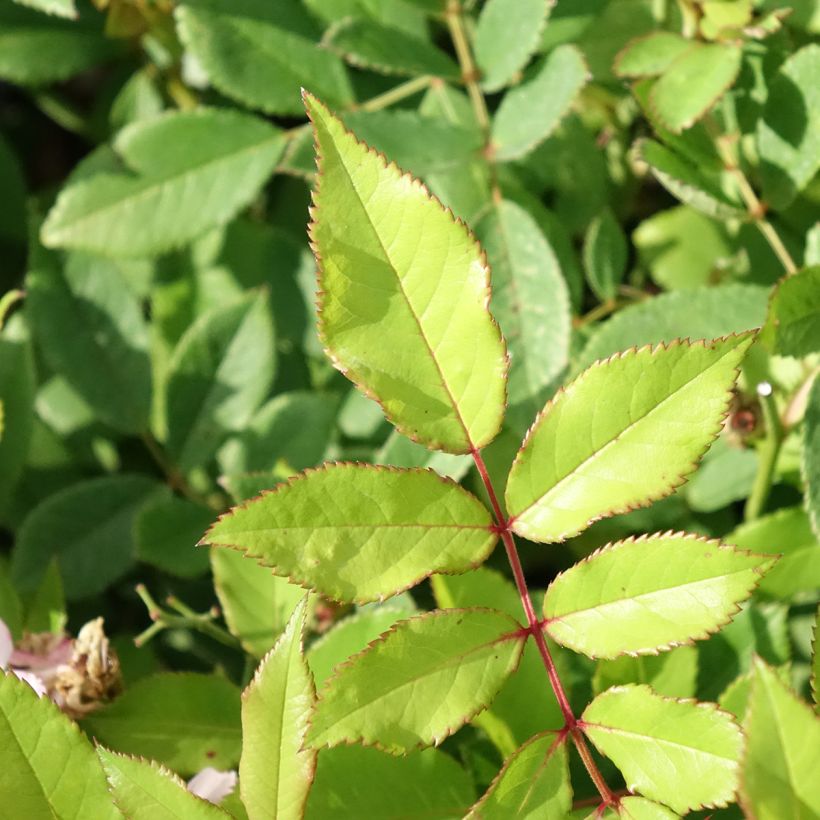Roseira trepadeira Little Rambler - Rosa (Folhagem)