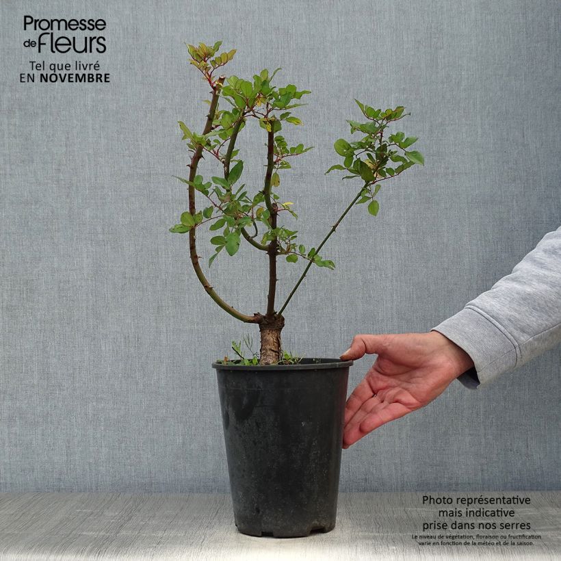 Amostra de Rosier grimpant anglais Little Rambler Pot de 4L/5L tal como entregue no outono