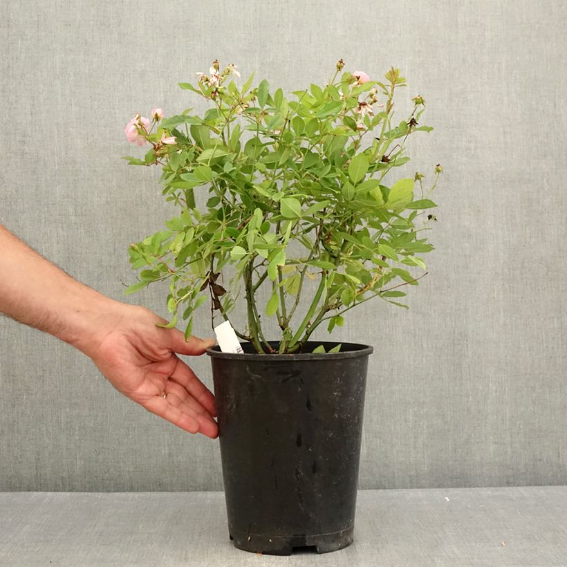 Amostra de Roseira trepadeira Little Rambler - Rosa Vaso de 4 L/5 L tal como entregue no verão