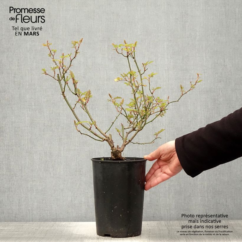 Amostra de Roseira trepadeira Little Rambler Vaso de 4 L/5 L tal como entregue na primavera